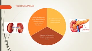 TEJIDOS ESTABLES
Sus células permanecen
en reposo con una
mínima replicación.
Capacidad de regeneración
limitada en respuesta a una
lesión.
Células del parénquima
de los tejidos sólidos; las
células endoteliales,
musculares lisas y
fibroblastos.
 