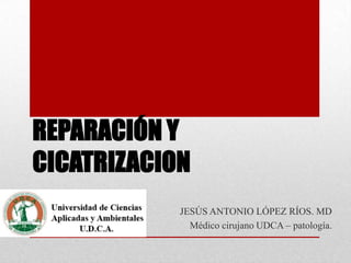 REPARACIÓN Y
CICATRIZACION
            JESÚS ANTONIO LÓPEZ RÍOS. MD
              Médico cirujano UDCA – patología.
 