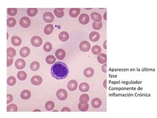 Aparecen en la última
fase
Papel regulador
Componente de
inflamación Crónica
 