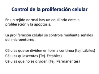Control de la proliferación celular
En un tejido normal hay un equilibrio ente la
proliferación y la apoptosis.
La proliferación celular se controla mediante señales
del microentorno.
Células que se dividen en forma contínua (tej. Lábiles)
Células quiescentes (Tej. Estables)
Células que no se dividen (Tej. Permanentes)
 
