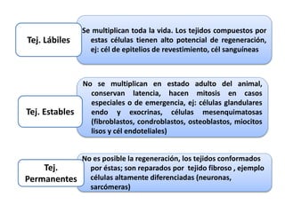 Se multiplican toda la vida. Los tejidos compuestos por
estas células tienen alto potencial de regeneración,
ej: cél de epitelios de revestimiento, cél sanguíneas
Tej. Lábiles
No se multiplican en estado adulto del animal,
conservan latencia, hacen mitosis en casos
especiales o de emergencia, ej: células glandulares
endo y exocrinas, células mesenquimatosas
(fibroblastos, condroblastos, osteoblastos, miocitos
lisos y cél endoteliales)
No es posible la regeneración, los tejidos conformados
por éstas; son reparados por tejido fibroso , ejemplo
células altamente diferenciadas (neuronas,
sarcómeras)
Tej. Estables
Tej.
Permanentes
 