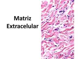 Matriz
Extracelular
 