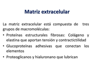 Matriz extracelular
La matriz extracelular está compuesta de tres
grupos de macromoléculas:
• Proteínas estructurales fibrosas: Colágeno y
elastina que aportan tensión y contractictilidad
• Glucoproteínas adhesivas que conectan los
elementos
• Proteoglicanos y hialuronano que lubrican
 