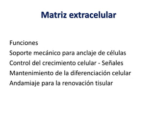 Matriz extracelular
Funciones
Soporte mecánico para anclaje de células
Control del crecimiento celular - Señales
Mantenimiento de la diferenciación celular
Andamiaje para la renovación tisular
 