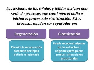 Las lesiones de las células y tejidos activan una
serie de procesos que contienen el daño e
inician el proceso de cicatrización. Estos
procesos pueden ser separados en:
Permite la recuperación
completa del tejido
dañado o lesionado
Puede recuperar algunas
de las estructuras
originales pero puede
producir alteraciones
estructurales
Regeneración Cicatrización
 