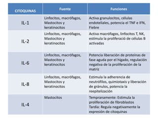 CITOQUINAS Fuente Funciones
IL-1
Linfocitos, macrófagos,
Mastocitos y
keratinocitos
Activa granulocitos, células
endoteliales, potencia el TNF e IFN,
Fiebre
IL-2
Linfocitos, macrófagos,
Mastocitos y
keratinocitos
Activa macrófagos, linfocitos T, NK,
estímula la proliferació de células B
activadas
IL-6
Linfocitos, macrófagos,
Mastocitos y
keratinocitos
Potencia liberación de proteínas de
fase aguda por el hígado, regulación
negativa de la proliferación de la
matriz
IL-8
Linfocitos, macrófagos,
Mastocitos y
keratinocitos
Estimula la adherencia de
neutrófilos, quimiotaxis y liberación
de gránulos, potencia la
reepitelización
IL-4
Mastocitos Tempranamente: Estimula la
proliferación de fibroblastos
Tardía: Regula negativamente la
expresión de citoquinas
 