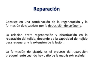 Reparación
Consiste en una combinación de la regeneración y la
formación de cicatrices por la deposición de colágeno.
La relación entre regeneración y cicatrización en la
reparación del tejido, depende de la capacidad del tejido
para regenerar y la extensión de la lesión.
La formación de cicatriz es el proceso de reparación
predominante cuando hay daño de la matriz extracelular
 