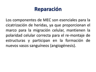 Reparación
Los componentes de MEC son esenciales para la
cicatrización de heridas, ya que proporcionan el
marco para la migración celular, mantienen la
polaridad celular correcta para el re-montaje de
estructuras y participan en la formación de
nuevos vasos sanguíneos (angiogénesis).
 