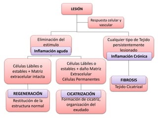 LESIÓN
Respuesta celular y
vascular
Eliminación del
estimulo
Cualquier tipo de Tejido
persistentemente
lesionado
Células Lábiles o
estables + Matriz
extracelular intacta
Células Lábiles o
estables + daño Matriz
Extracelular
Células Permanentes
Restitución de la
estructura normal
Formación de cicatriz,
organización del
exudado
Tejido Cicatrizal
Inflamación aguda
Inflamación Crónica
REGENERACIÓN CICATRIZACIÓN
FIBROSIS
 