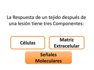 La Respuesta de un tejido después de
una lesión tiene tres Componentes:
Células
Matriz
Extracelular
Señales
Moleculares
 