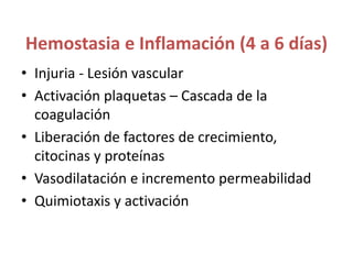 Hemostasia e Inflamación (4 a 6 días)
• Injuria - Lesión vascular
• Activación plaquetas – Cascada de la
coagulación
• Liberación de factores de crecimiento,
citocinas y proteínas
• Vasodilatación e incremento permeabilidad
• Quimiotaxis y activación
 