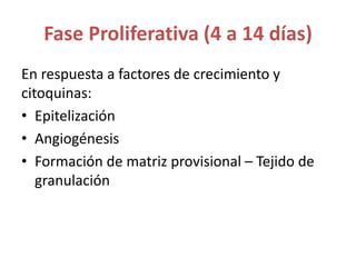Fase Proliferativa (4 a 14 días)
En respuesta a factores de crecimiento y
citoquinas:
• Epitelización
• Angiogénesis
• Formación de matriz provisional – Tejido de
granulación
 