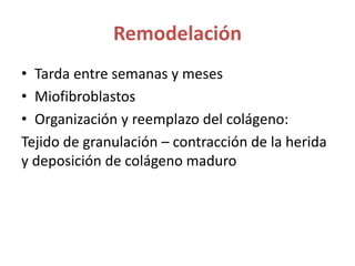Remodelación
• Tarda entre semanas y meses
• Miofibroblastos
• Organización y reemplazo del colágeno:
Tejido de granulación – contracción de la herida
y deposición de colágeno maduro
 