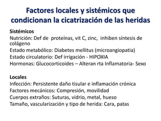 Factores locales y sistémicos que
condicionan la cicatrización de las heridas
Sistémicos
Nutrición: Def de proteínas, vit C, zinc, inhiben síntesis de
colágeno
Estado metabólico: Diabetes mellitus (microangiopatia)
Estado circulatorio: Def irrigación - HIPOXIA
Hormonas: Glucocorticoides – Alteran rta Inflamatoria- Sexo
Locales
Infección: Persistente daño tisular e inflamación crónica
Factores mecánicos: Compresión, movilidad
Cuerpos extraños: Suturas, vidrio, metal, hueso
Tamaño, vascularización y tipo de herida: Cara, patas
 