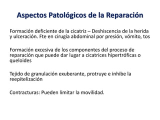 Aspectos Patológicos de la Reparación
Formación deficiente de la cicatriz – Deshiscencia de la herida
y ulceración. Fte en cirugía abdominal por presión, vómito, tos
Formación excesiva de los componentes del proceso de
reparación que puede dar lugar a cicatrices hipertróficas o
queloides
Tejido de granulación exuberante, protruye e inhibe la
reepitelización
Contracturas: Pueden limitar la movilidad.
 