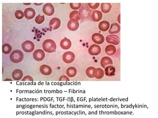 • Cascada de la coagulación
• Formación trombo – Fibrina
• Factores: PDGF, TGF-􏰁β, EGF, platelet-derived
angiogenesis factor, histamine, serotonin, bradykinin,
prostaglandins, prostacyclin, and thromboxane.
 