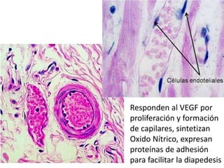 Responden al VEGF por
proliferación y formación
de capilares, sintetizan
Oxido Nítrico, expresan
proteínas de adhesión
para facilitar la diapedesis
 