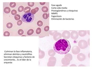 Fase aguda
Corta vida media
Prostaglandinas y citoquinas
MMPS
Fagocitosis
Eliminación de bacterias
Culminan la fase inflamatoria,
eliminan detritos y neutrófilos
Secretan citoquinas y factores de
crecimiento… Es el lider de la
orquesta
 