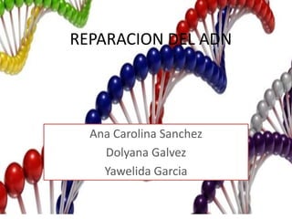 REPARACION DEL ADN
Ana Carolina Sanchez
Dolyana Galvez
Yawelida Garcia
 