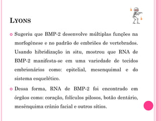 LYONS
   Sugeriu que BMP-2 desenvolve múltiplas funções na
    morfogênese e no padrão de embriões de vertebrados.
    Usando hibridização in situ, mostrou que RNA de
    BMP-2 manifesta-se em uma variedade de tecidos
    embrionários como: epitelial, mesenquimal e do
    sistema esquelético.

   Dessa forma, RNA de BMP-2 foi encontrado em
    órgãos como: coração, folículos pilosos, botão dentário,
    mesênquima crânio facial e outros sítios.
 