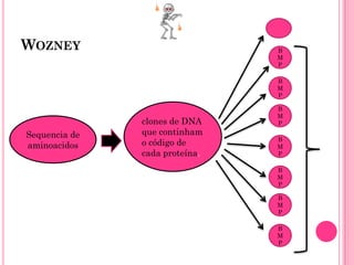 WOZNEY                          B
                                M
                                P

                                B
                                M
                                P

                                B
                                M
               clones de DNA    P

Sequencia de   que continham
                                B
aminoacidos    o código de      M
               cada proteína.   P

                                B
                                M
                                P

                                B
                                M
                                P

                                B
                                M
                                P
 