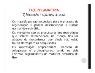 FASE INFLAMATÓRIA
2) MIGRAÇÃO E AÇÃO DAS CÉLULAS
 Os macrófagos são essenciais para o processo de
regeneração e podem desempenhar a função
normal do neutrófilo.
 Os monócitos são os precursores dos macrófagos
que sofrem diferenciação no espaço tissular
através de mecanismos que ainda não estão
muito claros para os pesquisados.
 Os macrófagos proporcionam liberação de
colagenase e proteoglicanos, sendo os dois
enzimas degradadoras do material necrótico da
lise.
 