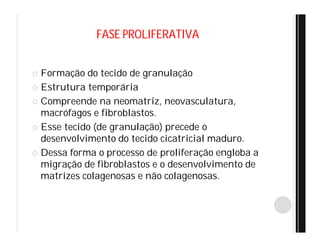FASE PROLIFERATIVA
 Formação do tecido de granulação
 Estrutura temporária
 Compreende na neomatriz, neovasculatura,
macrófagos e fibroblastos.
 Esse tecido (de granulação) precede o
desenvolvimento do tecido cicatricial maduro.
 Dessa forma o processo de proliferação engloba a
migração de fibroblastos e o desenvolvimento de
matrizes colagenosas e não colagenosas.
 