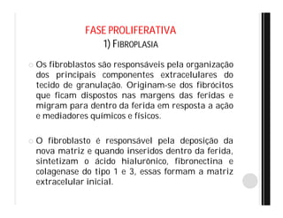 FASE PROLIFERATIVA
1) FIBROPLASIA
 Os fibroblastos são responsáveis pela organização
dos principais componentes extracelulares do
tecido de granulação. Originam-se dos fibrócitos
que ficam dispostos nas margens das feridas e
migram para dentro da ferida em resposta a ação
e mediadores químicos e físicos.
 O fibroblasto é responsável pela deposição da
nova matriz e quando inseridos dentro da ferida,
sintetizam o ácido hialurônico, fibronectina e
colagenase do tipo 1 e 3, essas formam a matriz
extracelular inicial.
 