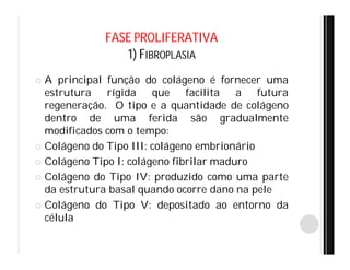 FASE PROLIFERATIVA
1) FIBROPLASIA
 A principal função do colágeno é fornecer uma
estrutura rígida que facilita a futura
regeneração. O tipo e a quantidade de colágeno
dentro de uma ferida são gradualmente
modificados com o tempo:
 Colágeno do Tipo III: colágeno embrionário
 Colágeno Tipo I: colágeno fibrilar maduro
 Colágeno do Tipo IV: produzido como uma parte
da estrutura basal quando ocorre dano na pele
 Colágeno do Tipo V: depositado ao entorno da
célula
 