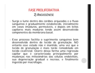 FASE PROLIFERATIVA
2) ANGIOGÊNESE
 Surge o lume dentro dos cordões arqueados e o fluxo
sanguíneo é gradualmente estabelecido, inicialmente
em vasos imaduros, permeáveis, e depois em leitos
capilares mais maduros tendo assim desenvolvido
componentes da membrana basal.
 Esse processo facilita o suprimento sanguíneo bem
desenvolvido dentro do tecido de granulação. NO
entanto esse estado não é mantido, uma vez que o
tecido de granulação é mais tarde remodelado em
tecido cicatricial. Ocorre dessa forma uma regressão
capilar que é caracterizada principalmente por
mudanças nas mitocôndrias das células endoteliais,
sua degeneração gradual e necrose, e finalmente
ingestão por macrófagos.
 