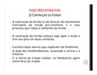FASE PROLIFERATIVA
3) CONTRAÇÃO DA FERIDA
 A contração da ferida se dá através do movimento
centrípeto do tecido pré-existente e é esse
processo que reduz o tamanho da ferida.
 A contração da ferida começa logo após a lesão e
tem seu pico em duas semanas.
 Existem duas teorias que explicam tal fenômeno:
 A ação dos miofibroblastos: associado a actina e a
miosina.
 E a teoria da tração celular: os fiblobastos agem
como força de tração .
 