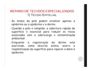 REPARO DE TECIDOS ESPECIALIZADOS
1) TECIDO EPITELIAL
 As lesões da pele podem envolver apenas a
epiderme ou a epiderme e a derme.
 Quando a pele é rompida, a cobertura rápida da
superfície é essencial para reduzir os riscos
associados com a sobrecarga e contaminação
ambiental.
 Enquanto a regeneração da derme está
ocorrendo, como descrito acima, ocorre a
reepitelização da superfície para reparar o dano à
epiderme.
 