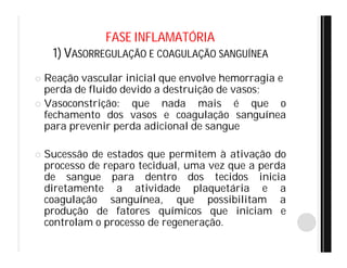 FASE INFLAMATÓRIA
1) VASORREGULAÇÃO E COAGULAÇÃO SANGUÍNEA
 Reação vascular inicial que envolve hemorragia e
perda de fluido devido a destruição de vasos;
 Vasoconstrição: que nada mais é que o
fechamento dos vasos e coagulação sanguínea
para prevenir perda adicional de sangue
 Sucessão de estados que permitem à ativação do
processo de reparo tecidual, uma vez que a perda
de sangue para dentro dos tecidos inicia
diretamente a atividade plaquetária e a
coagulação sanguínea, que possibilitam a
produção de fatores químicos que iniciam e
controlam o processo de regeneração.
 