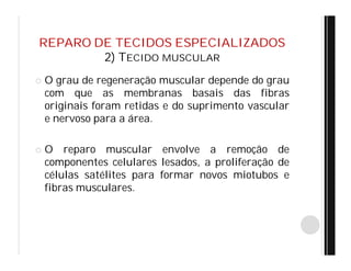 REPARO DE TECIDOS ESPECIALIZADOS
2) TECIDO MUSCULAR
 O grau de regeneração muscular depende do grau
com que as membranas basais das fibras
originais foram retidas e do suprimento vascular
e nervoso para a área.
 O reparo muscular envolve a remoção de
componentes celulares lesados, a proliferação de
células satélites para formar novos miotubos e
fibras musculares.
 