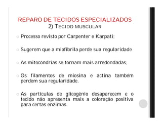 REPARO DE TECIDOS ESPECIALIZADOS
2) TECIDO MUSCULAR
 Processo revisto por Carpenter e Karpati;
 Sugerem que a miofibrila perde sua regularidade
 As mitocôndrias se tornam mais arredondadas;
 Os filamentos de miosina e actina também
perdem sua regularidade.
 As partículas de glicogênio desaparecem e o
tecido não apresenta mais a coloração positiva
para certas enzimas.
 