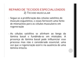 REPARO DE TECIDOS ESPECIALIZADOS
2) TECIDO MUSCULAR
 Segue-se a proliferação das células satélites do
músculo esquelético, e essas fornecem uma fonte
de mionúcleos para as células musculares em
regeneração
 As células satélites se alinham ao longo da
lâmina basal e fundindo-se em miotubos. A
presença de lâmina basal pode influenciar esse
processo mas não é considerado essencial, uma
vez que a regeneração ocorre na ausência de uma
lâmina intacta.
 