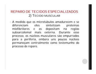 REPARO DE TECIDOS ESPECIALIZADOS
2) TECIDO MUSCULAR
 A medida que os microtúbulos amadurecem e se
diferenciam eles sintetizam proteínas
miofibrilares e as depositam na região
subsarcolemal mais externa. Durante esse
processo, os núcleos musculares são empurrados
para a periferia, embora uns poucos núcleos
permaneçam centralmente como testemunho do
processo de reparo.
 