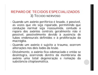 REPARO DE TECIDOS ESPECIALIZADOS
3) TECIDO NERVOSO
 Quando um axônio periférico é lesado, é possível,
as vezes que ele seja reparado, permitindo que
condução normal seja reassumida, contudo o
reparo dos axônios centrais geralmente não é
possível, possivelmente devido à ausência de
tubos endoneurais definidos e à proliferação da
macróglia.
 Quando um axônio é sujeito a trauma, ocorrem
alterações nos dois lados da lesão.
 Distalmente, o axônio fica edemaciado e então se
desintegra, ocorrendo dentro da membrana do
axônio uma total degeneração e remoção da
substância citoplasmática.
 