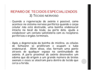 REPARO DE TECIDOS ESPECIALIZADOS
3) TECIDO NERVOSO
 Quando a regeneração do axônio é possível, como
acontece no sistema nervoso periférico quando o corpo
celular não está destruído, uma bainha endoneural
intacta no local da lesão, ou perto dela, ajuda a
estabelecer um contato satisfatório com os receptores
periféricos e órgãos terminais.
 Após a degeneração da bainha de mielina, as células
de Schwann se proliferam e ocupam o tubo
endoneural. Além disso, elas formam uma ponte
através de qualquer espaço na continuidade do
axônio. A parte proximal do axônio desenvolve um
edema que dá origem a um grande número de brotos
axonais e esses se alastram para dentro do tecido que
cerca a ferida.
 