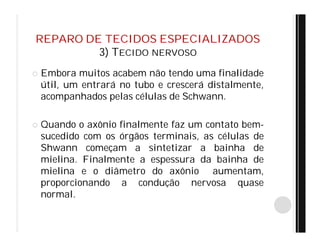 REPARO DE TECIDOS ESPECIALIZADOS
3) TECIDO NERVOSO
 Embora muitos acabem não tendo uma finalidade
útil, um entrará no tubo e crescerá distalmente,
acompanhados pelas células de Schwann.
 Quando o axônio finalmente faz um contato bem-
sucedido com os órgãos terminais, as células de
Shwann começam a sintetizar a bainha de
mielina. Finalmente a espessura da bainha de
mielina e o diâmetro do axônio aumentam,
proporcionando a condução nervosa quase
normal.
 