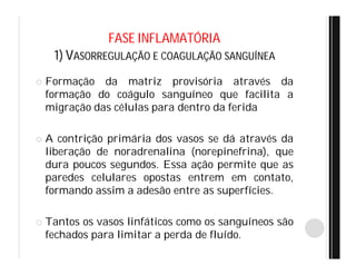 FASE INFLAMATÓRIA
1) VASORREGULAÇÃO E COAGULAÇÃO SANGUÍNEA
 Formação da matriz provisória através da
formação do coágulo sanguíneo que facilita a
migração das células para dentro da ferida
 A contrição primária dos vasos se dá através da
liberação de noradrenalina (norepinefrina), que
dura poucos segundos. Essa ação permite que as
paredes celulares opostas entrem em contato,
formando assim a adesão entre as superfícies.
 Tantos os vasos linfáticos como os sanguíneos são
fechados para limitar a perda de fluído.
 