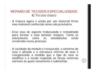 REPARO DE TECIDOS ESPECIALIZADOS
4) TECIDO ÓSSEO
 A fratura agora é unida por um material firme
mas maleável conhecido como calo provisório.
 Esse osso de aspecto trabeculado é remodelado
para formar o osso lamelar maduro. Tanto os
osteoclastos como os osteoblastos estão
envolvidos nesse processo.
 A cavidade da medula é restaurada, o contorno do
osso é alisado e a estrutura interna do osso é
reorganizada a medida que o tipo de osso se
modifica e o tecido responde às forças externas
normais às quais novamente é submetido.
 