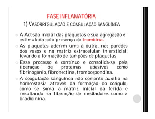FASE INFLAMATÓRIA
1) VASORREGULAÇÃO E COAGULAÇÃO SANGUÍNEA
 A Adesão inicial das plaquetas e sua agregação é
estimulada pela presença de trombina.
 As plaquetas aderem uma à outra, nas paredes
dos vasos e na matriz extracelular intersticial,
levando a formação de tampões de plaquetas.
 Esse processo é contínuo e consolida-se pela
liberação de proteínas adesivas como
fibrinogênio, fibronectina, trombospondina.
 A coagulação sanguínea não somente auxilia na
homeostasia através da formação do coágulo,
como se soma à matriz inicial da ferida e
resultando na liberação de mediadores como a
bradicinina.
 