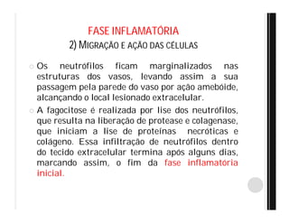 FASE INFLAMATÓRIA
2) MIGRAÇÃO E AÇÃO DAS CÉLULAS
 Os neutrófilos ficam marginalizados nas
estruturas dos vasos, levando assim a sua
passagem pela parede do vaso por ação amebóide,
alcançando o local lesionado extracelular.
 A fagocitose é realizada por lise dos neutrófilos,
que resulta na liberação de protease e colagenase,
que iniciam a lise de proteínas necróticas e
colágeno. Essa infiltração de neutrófilos dentro
do tecido extracelular termina após alguns dias,
marcando assim, o fim da fase inflamatória
inicial.
 