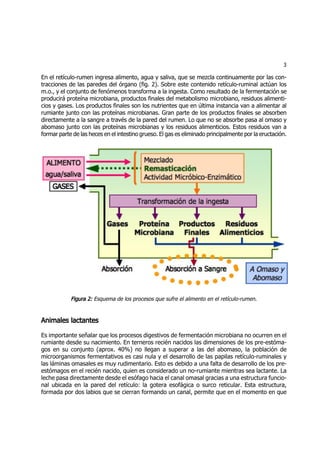 Repartido digestion-en-reticulo-rumen | PDF