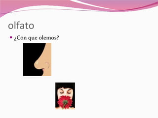 olfato ¿Con que olemos? 