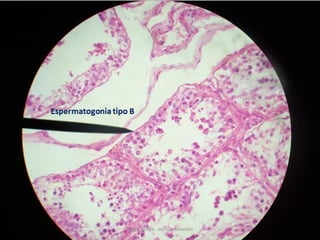 Diego Rivera , Joshua Alvarado
 