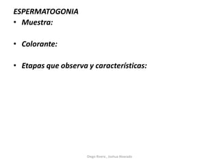 ESPERMATOGONIA
• Muestra:
• Colorante:
• Etapas que observa y características:
Diego Rivera , Joshua Alvarado
 