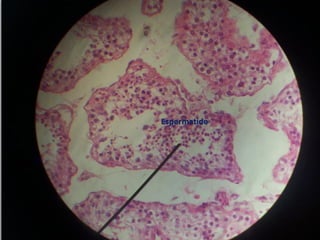 Diego Rivera , Joshua Alvarado
 