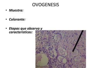 OVOGENESIS
• Muestra:
• Colorante:
• Etapas que observa y
características:
Diego Rivera , Joshua Alvarado
 